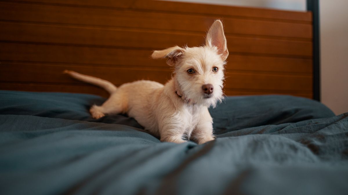 Why Your Dog's Bed Goes Flat in One Spot