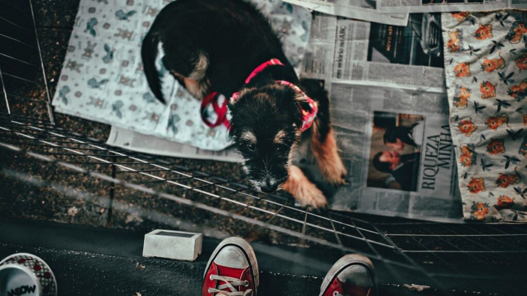 Pet Playpen Height Matters More Than Size — Here’s How to Pick